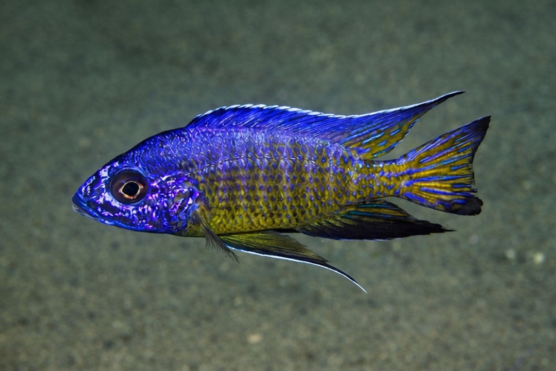 Aulonocara stuartgranti 'Hora Mhango'